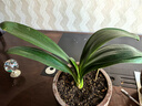 愛(ài)你一萬(wàn)年四季名貴君子蘭盆栽帶花苞室內花卉綠植大苗精品花卉盆景圓頭和尚 【特級圓頭和尚】 裸根4-6片葉+肥料 曬單實(shí)拍圖