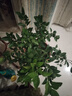 四季金桔樹(shù)苗盆栽帶果可食用室內客廳好養花卉綠植橘子樹(shù)盆景 金桔帶果30-40cm(原盆) 含盆 曬單實(shí)拍圖