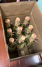 玉祁 無(wú)錫白酒 45度500ml*12瓶 整箱裝 純糧固態(tài)發(fā)酵 中華老字號 曬單實(shí)拍圖