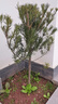 凝慧羅漢松盆景陽(yáng)臺客廳盆栽別墅庭院地栽造型羅漢松四季常青綠化苗木 曬單實(shí)拍圖