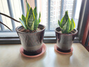 佰花錦金邊虎皮蘭盆栽好養常青綠植好養矮腳花卉室內客廳辦公室耐旱 6顆精品金邊虎皮蘭裸根 整體高度約25-35cm 曬單實(shí)拍圖