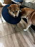 伊麗莎白圈狗狗加深大型犬狗狗防舔防咬項圈大號軟圈柔軟夏季脖套 XL-內圈可調節25-53cm [自由調節，防舔舒適] 狗狗伊麗莎白圈（藍色） 曬單實(shí)拍圖