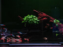 沃韋朗魚(yú)缸燈LED燈水草燈小型觀(guān)賞燈全光譜草缸燈照明燈水族夾燈 【多功能七色調光定時(shí)】G25-W W 曬單實(shí)拍圖