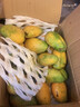 顧果鮮海南小臺農芒果小臺芒新鮮當季熱帶孕婦水果現摘甜心小芒果生鮮 3斤凈重2.8斤 【大果裝】 曬單實(shí)拍圖