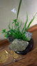 共度（Gong Du）魚(yú)缸裝飾仿真水草水族箱造景布景塑料花水草工藝 CX5325仿真水草(綠色) 曬單實(shí)拍圖