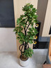 佳賀（JIAHE）鴨腳木綠植客廳大盆栽落地辦公室盆栽室內喬遷花卉盆栽 【1.6-1.8m】10頭造型鴨腳木-聚寶盆白 含盆（推薦） 曬單實(shí)拍圖