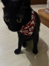 puppytie貓咪用品貓鈴鐺項圈寵物頸圈圍脖三角巾圍兜 紅色 均碼 曬單實(shí)拍圖