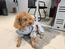 憨憨寵狗狗雨衣狗衣服小型犬全包四腳反光戶(hù)外防風(fēng)保暖沖鋒衣服防水雨披 藍色 XXL號建議體重10-15斤 曬單實(shí)拍圖