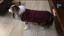 智宙狗狗衣服中型犬秋冬款保暖柴犬泰迪比熊法斗柯基學(xué)院風(fēng)衛毛衣秋季 酒紅學(xué)院風(fēng)毛衣 3XL適合28斤內 曬單實(shí)拍圖