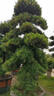 旺財園藝羅漢松大樹(shù)羅漢松樹(shù)苗造型羅漢松羅漢松樹(shù)樁盆景迎客松圣誕樹(shù)自然 葉軟枝地徑6公分1點(diǎn)7-2米高 曬單實(shí)拍圖