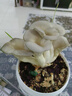 大禹平菇蘑菇種植包家庭食用菌包種子玉米芯菌棒菌菇自家種批發(fā) 灰平菇自種食用蘑菇種植桶1個(gè) 曬單實(shí)拍圖