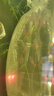 魚(yú)官兒 群游活體觀(guān)賞魚(yú)紅綠燈寶蓮燈鉆石燈魚(yú)小型熱帶魚(yú)適合新手闖缸魚(yú) 1-1.5cm小紅綠燈10條 曬單實(shí)拍圖