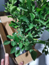 開(kāi)時(shí)果 九里香盆栽樹(shù)苗老樁 水培植物陽(yáng)臺桌面花卉綠植盆景源頭直發(fā)包郵 【約30-40cm】單桿九里香+原土發(fā)貨 （加享 營(yíng)養肥料） 曬單實(shí)拍圖