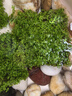 瘋狂水草（FKSC）水草植物直接入缸莫斯水草懶人魚(yú)缸造景套餐竹節草凈化 【新手濃密草坪】爬地矮珍5片（約8*8cm） 曬單實(shí)拍圖