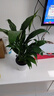 白掌一帆風(fēng)順盆栽室內綠植教室植物盆栽吸水盆栽植物室內凈化空氣 白掌送吸水盆 曬單實(shí)拍圖