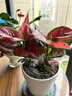 紅掌水培盆栽室內易養水生花卉白掌綠植一帆風(fēng)順客廳觀(guān)花植物粉掌 紅掌1顆（不含其他） 整體高度（28-35cm） 曬單實(shí)拍圖