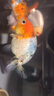 森悠（SARYOR）蘭壽金魚(yú)活魚(yú)小型國粹精品冷水魚(yú)好養招財潘氏奶牛玉兔水墨觀(guān)賞魚(yú) 混搭中號蘭壽 6-8CM3條 曬單實(shí)拍圖