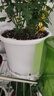 史丹利花盆家用樹(shù)脂塑料盆栽加厚多肉月季陽(yáng)臺庭院加侖盆象牙白高164mm 曬單實(shí)拍圖