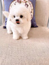 三條尾巴純種比熊幼犬小型小體活物卷毛血統比熊犬茶杯寵物狗狗長(cháng)不大可愛(ài) 寵物級 比熊【視頻選寵】 曬單實(shí)拍圖
