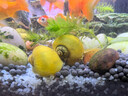 勝畫(huà)黃金螺蘋(píng)果螺除藻觀(guān)賞螺魚(yú)缸清潔螺除藻魚(yú)糞便青苔淡水工具馬來(lái)螺 吃糞便藻類(lèi) 黃金螺3個(gè) 曬單實(shí)拍圖