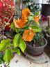 重瓣紅三角梅盆栽帶花三角梅苗勤花品種爬藤老樁室內花卉植物四季 綠葉橙 5年苗【帶花發(fā)貨】不含盆 曬單實(shí)拍圖
