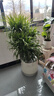 臨雅特級多頭龍血樹(shù)室內客廳大型綠植物龍須樹(shù)好養活風(fēng)水樹(shù)盆栽高級感 【旗艦款】多頭龍血樹(shù)1.1-1.3m+大米白聚寶盆 曬單實(shí)拍圖