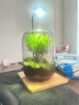 SMVP生命之樹(shù)懶人苔蘚微景觀(guān)辦公室盆栽宿舍植物桌面手工生態(tài)瓶真植物 生命之樹(shù)微景觀(guān)單景成品（灰） 曬單實(shí)拍圖
