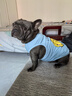 寵物狗狗衣服巴哥斗牛犬背心夏季狗狗純棉透氣背心法斗衣服薄款 獅子藍 L胸圍56背長(cháng)33(約15-22斤) 曬單實(shí)拍圖