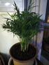 散尾葵綠植鳳尾竹盆栽袖珍椰子室內大型綠植四季常青富貴椰子植物 【45-55厘米】造型好][育苗盆發(fā)貨 曬單實(shí)拍圖
