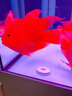 觀(guān)賞魚(yú)活物熱帶魚(yú)發(fā)財魚(yú)鸚鵡魚(yú)起頭中大型魚(yú)活體寵物魚(yú) 3條 精挑紅財神 10-12cm【包起頭】發(fā)順豐 曬單實(shí)拍圖