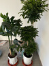 愛(ài)優(yōu)尚幸福樹(shù)盆栽客廳室內大型綠植辦公室喬遷新家綠寶凈化空氣源頭直發(fā) 曬單實(shí)拍圖