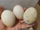 【不等庫存 只發(fā)鮮貨】山林土鵝蛋 現撿現發(fā) 孕婦土鵝蛋 130-160克大號蛋 6枚 曬單實(shí)拍圖