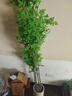 臨雅南天竹仿真綠植室內大型盆栽高端輕奢假花樹(shù)客廳仿生植物落地擺件 【優(yōu)選】1.8米丨四桿+白圓柱盆 曬單實(shí)拍圖