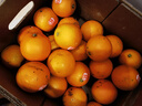 褚橙當季新鮮水果云南褚時(shí)健勵志橙冰糖橙珍品果10斤禮盒裝整箱 褚橙特級果XL(順豐/京東發(fā)貨) 曬單實(shí)拍圖