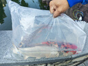 純種錦鯉精品冷水魚(yú)大型昭和招財錦鯉魚(yú)池養殖庭院觀(guān)賞魚(yú)錦鯉 （陸續添喜）27-30cm隨機6條 精 曬單實(shí)拍圖