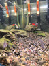 樂(lè )迪魚(yú)缸燈72W爆藻燈原生態(tài)溪流缸燈金魚(yú)出苔 NX扁燈  黑色72W【單色調光  APP控制】 曬單實(shí)拍圖