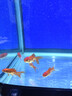智伴熊 ZIBARBEAR蝶尾金魚(yú)鎏金小金魚(yú)活觀(guān)賞魚(yú)小型冷水魚(yú)淡水魚(yú)好養耐活紅獅魚(yú)泰獅 4-5cm隨機小金魚(yú)12條 曬單實(shí)拍圖