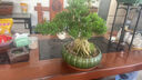 潮裕盆景高端羅漢松造型地景樹(shù)室內植物庭院迎客松真樹(shù)老樁客廳辦公室盆景 精品羅漢松2 帶盆栽好 曬單實(shí)拍圖