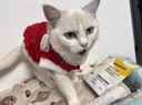 FAIRY PET貓咪衣服新年貓貓衣服防掉毛德文布偶貓馬年寵物圣誕節衣服過(guò)年 紅色【圣誕新年】 M【推薦3-5斤內】 曬單實(shí)拍圖