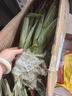 花木農鳳梨苗正宗地菠蘿苗金鉆鳳梨苗庭院陽(yáng)臺盆栽地栽種植結果帶根帶土 金鉆鳳梨苗5棵帶根發(fā)貨 曬單實(shí)拍圖