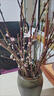 SMVP【遇水開(kāi)花】鮮枝濃香型水培梅花枝帶花苞室內耐寒花卉綠植 混色【帶花苞/包開(kāi)花】50厘米高 來(lái)年開(kāi)花【2枝】 曬單實(shí)拍圖