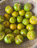 南步浙江溫州甌柑 麗水特產(chǎn)苦橘子黃果苦桔椪柑柑歐柑桔新鮮水果整箱 5斤 精選小果【約6-7個(gè)/斤】 曬單實(shí)拍圖