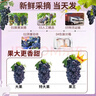 靜羽云南夏黑藍莓葡萄【順豐】無(wú)籽提子新鮮現摘大顆粒孕婦時(shí)令水果 夏黑葡萄4斤【一級果禮盒裝】 源頭直發(fā) 曬單實(shí)拍圖