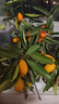 金桔樹(shù)樹(shù)苗盆栽脆皮金桔苗金橘可食用帶果四季橘子客廳室內外果樹(shù) （精品）脆皮金桔6年苗【帶果多發(fā)貨】 曬單實(shí)拍圖