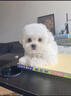 寵邁鑫純種比熊幼犬小型小體活物卷毛血統比熊犬茶杯寵物狗狗長(cháng)不大可愛(ài) 血統級 比熊 公 曬單實(shí)拍圖
