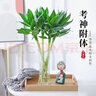 文昌竹4支 帶根節節高水培文昌竹綠植花卉植物室內花富貴竹水養開(kāi) 文昌竹（50-60cm）4支【含竹葉六角玻璃瓶】 曬單實(shí)拍圖