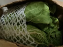 【東東買(mǎi)菜】新鮮水果大白菜去老葉口感脆甜沙拉涼拌炒菜火鍋燉菜 水果大白菜5斤 曬單實(shí)拍圖