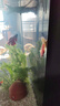 澤馭名寵泰國斗魚(yú)婚紗網(wǎng)紅魚(yú)熱帶觀(guān)賞魚(yú)懶人賽級半月淡水寵物魚(yú)缸好養耐活 紅藍白三色(均半月公)SSS級 送魚(yú)食 5厘米 曬單實(shí)拍圖