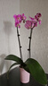 京云夢(mèng)蝴蝶蘭帶花苞盆栽秋冬蘭花苗年宵花四季花卉4支紫色鳥(niǎo)巢源頭直發(fā) 曬單實(shí)拍圖