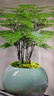 花行榜文竹盆栽植物花卉綠植 精品小文竹+藍瓷冰裂+底座+苔蘚源頭直發(fā) 曬單實(shí)拍圖